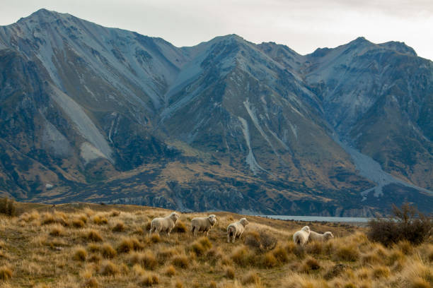 Unveiling the Natural Wonders of the High Country