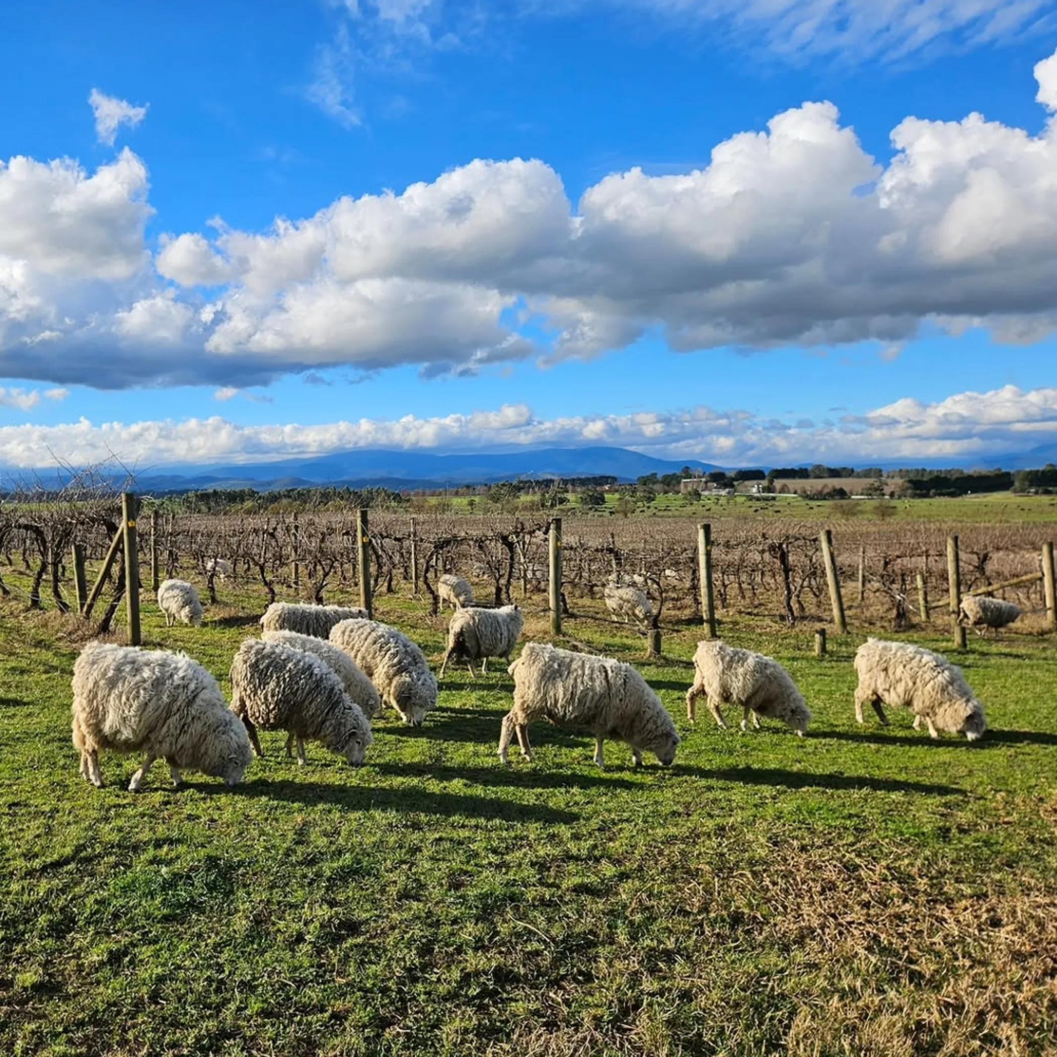sheep grazing in vineyard rows
