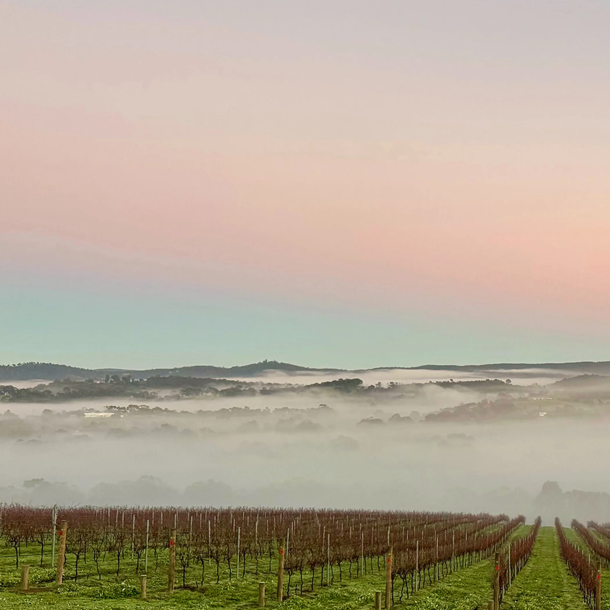 balgownie estate vineyard rows