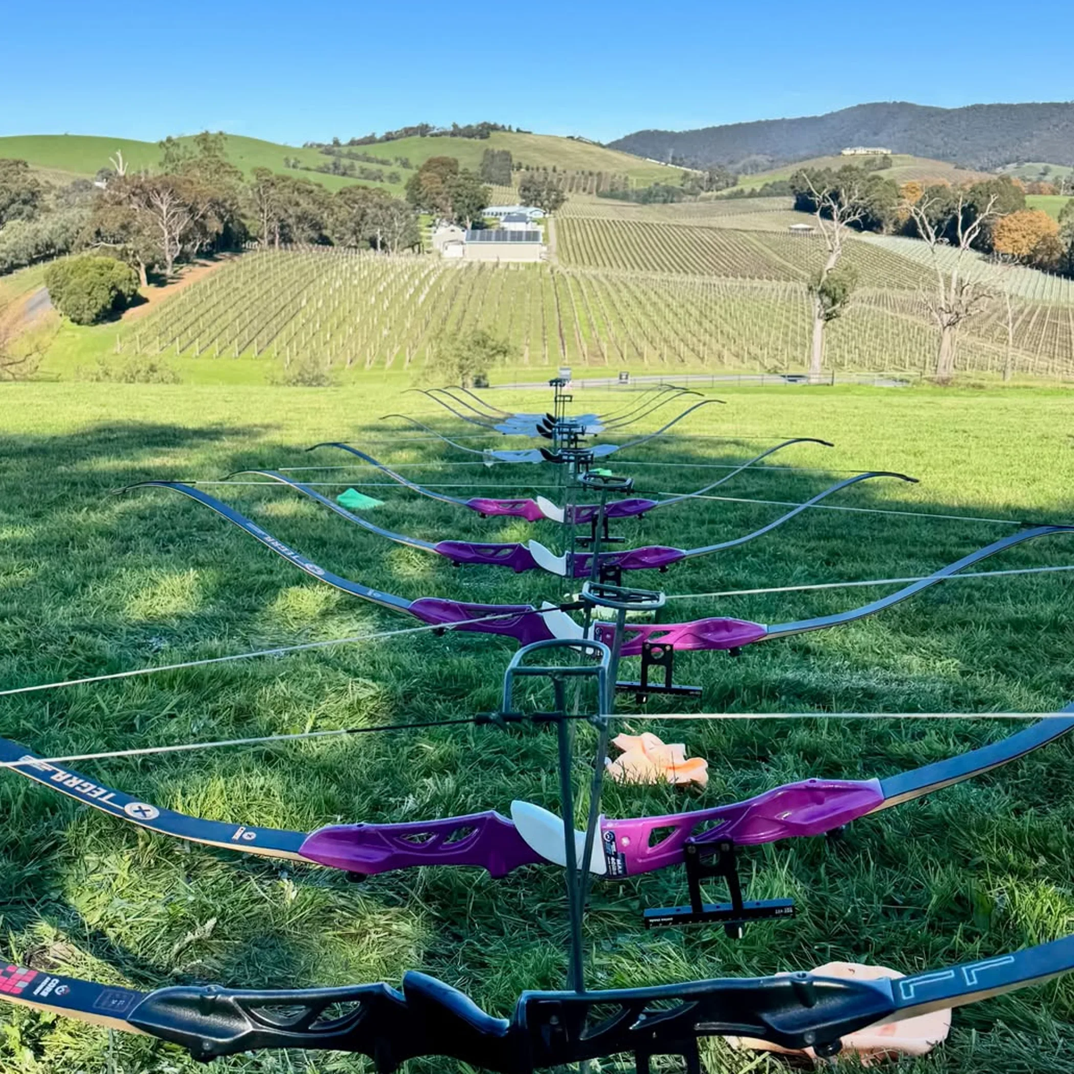 vineyard rows at balgownie estate