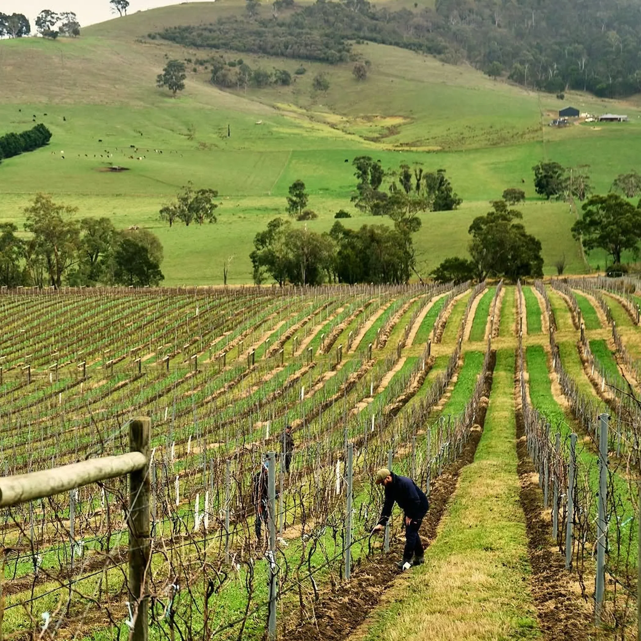vineyard with workers pruning vines