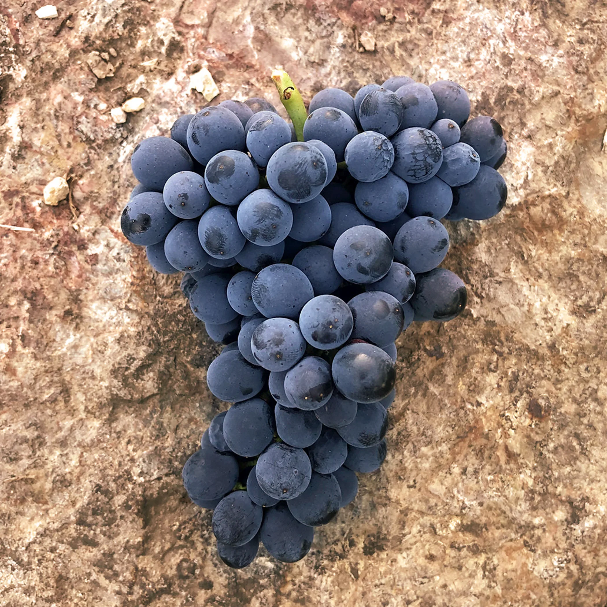 close-up of pinot noir grapes